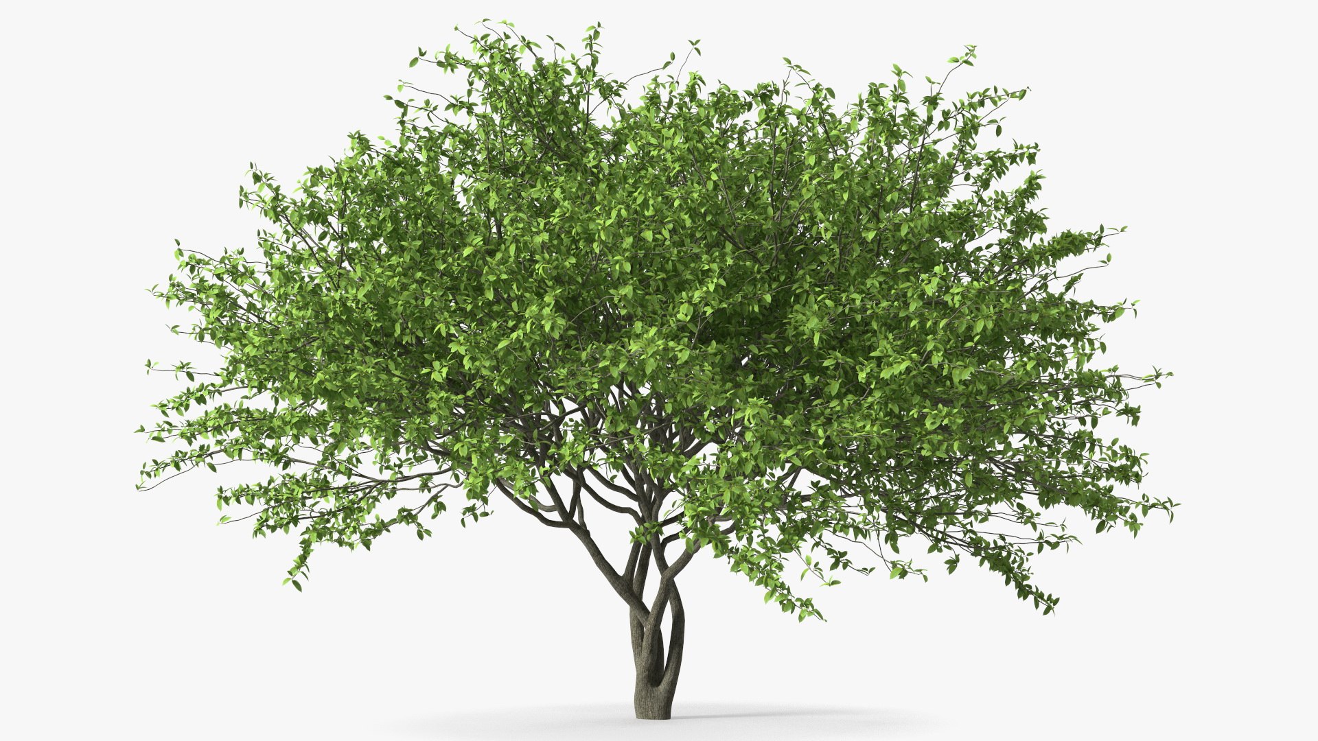 Plum Tree 3D model preview
