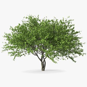3D Plum Tree model