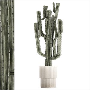 3D model Indoor cactus pot desert plants Carnegiea Saguaro 1469