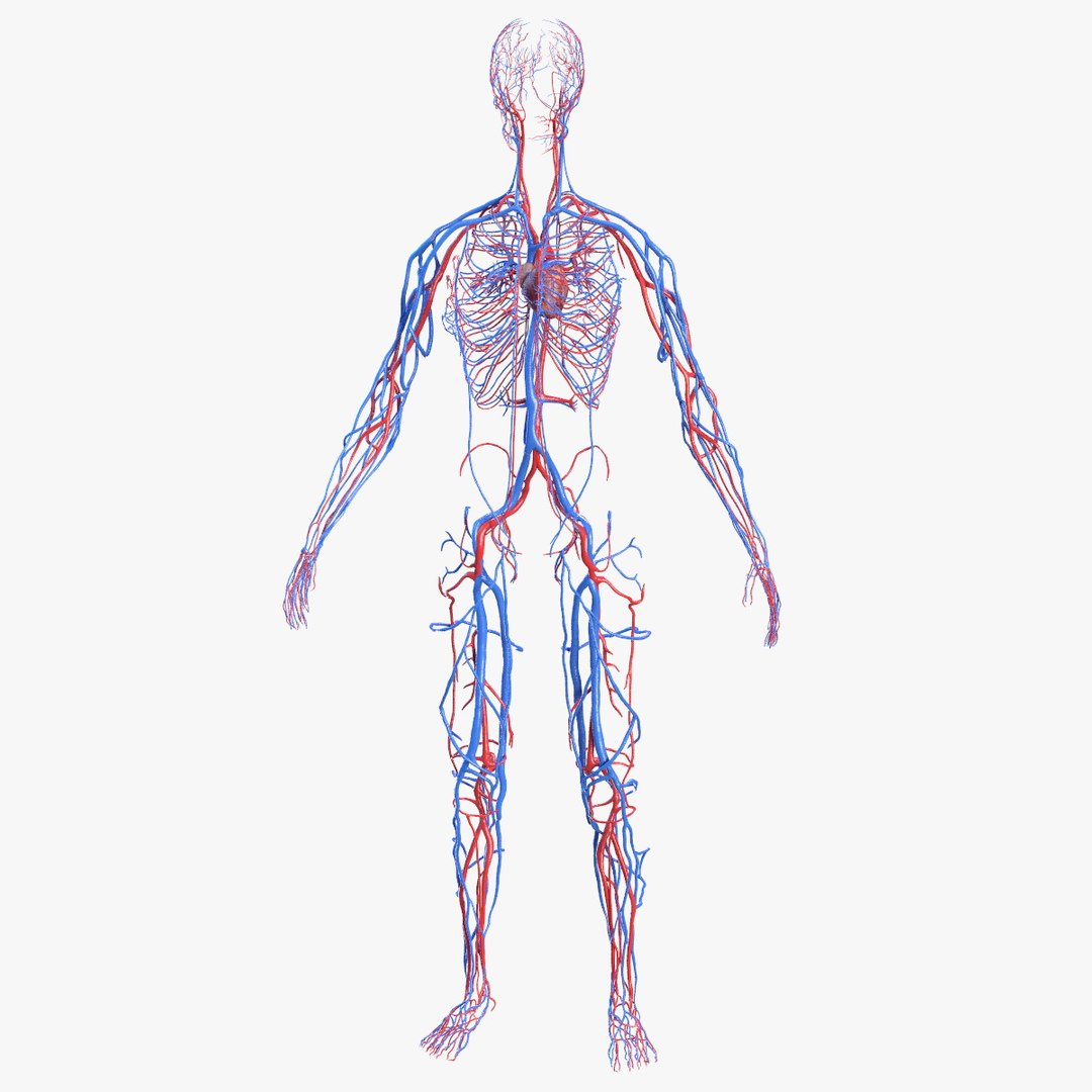 Female Cardiovascular System Anatomy 3D model preview
