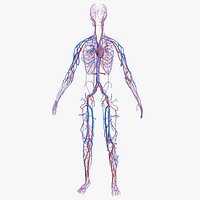Female Cardiovascular System Anatomy