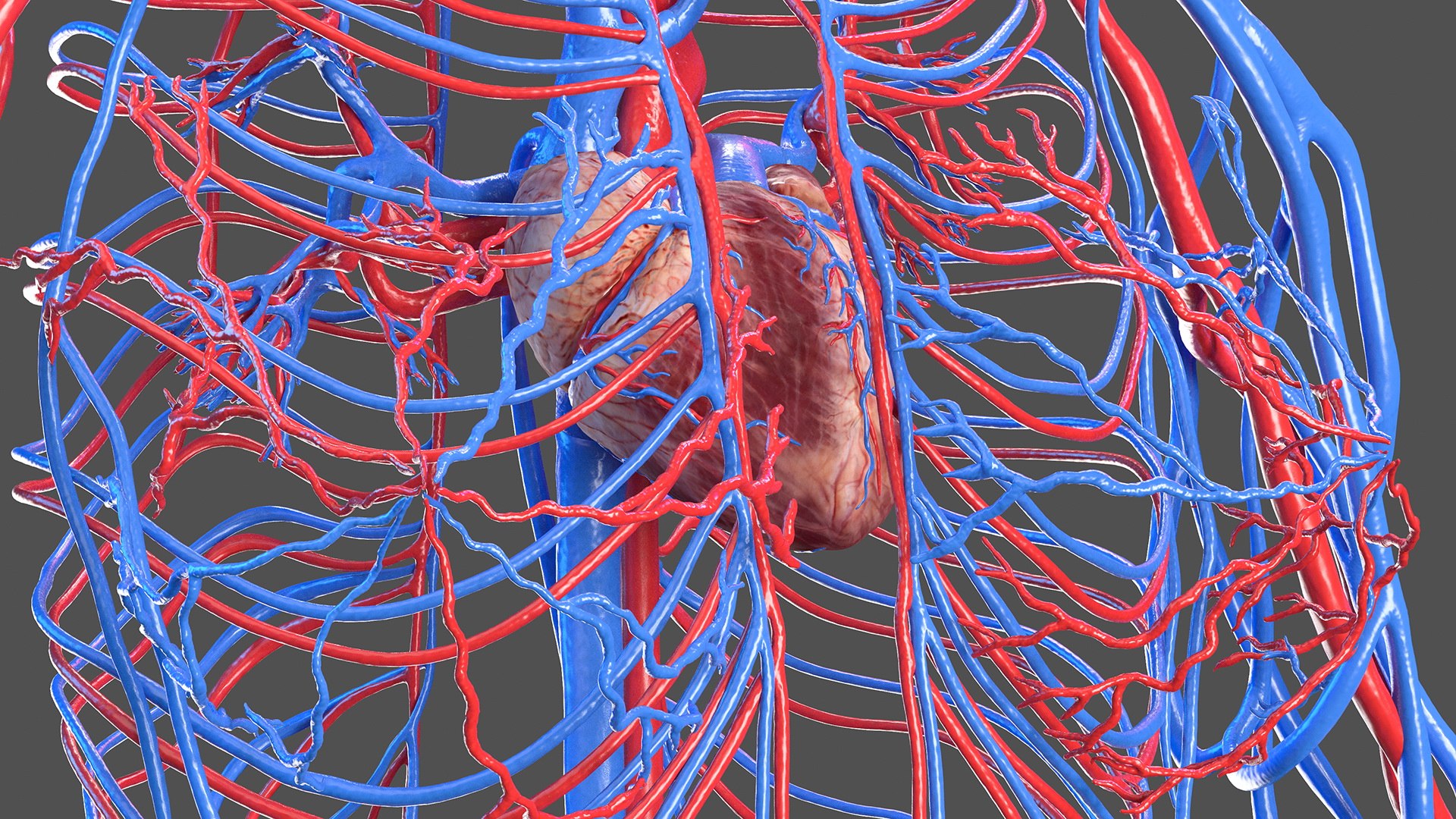 Female cardiovascular anatomy circulatory 3D model - TurboSquid 1605297