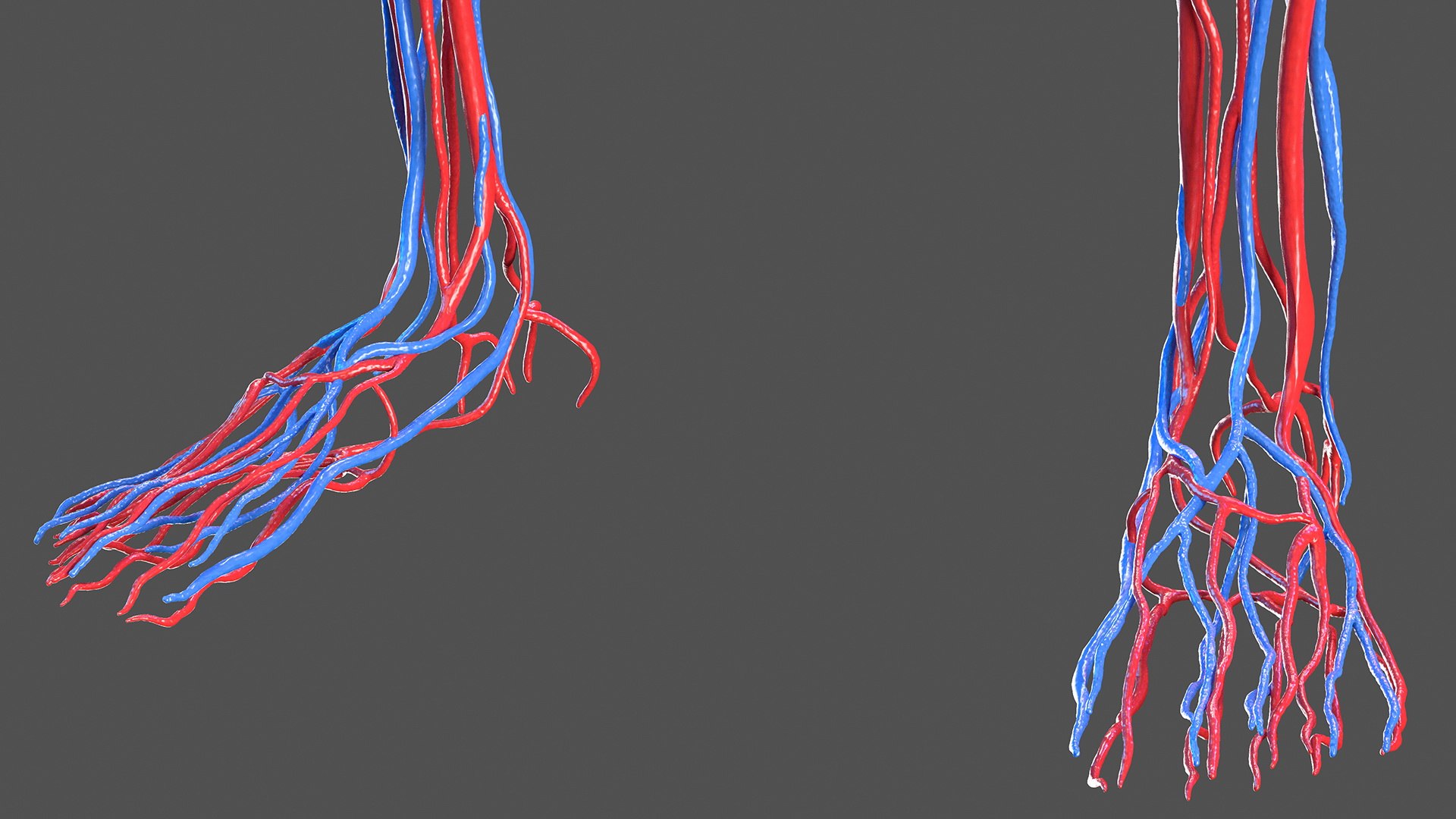 Female Cardiovascular Anatomy Circulatory 3d Model - Turbosquid 1605297