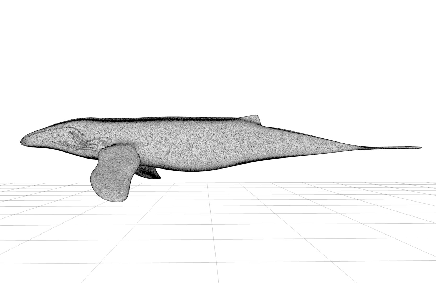 3D humpback whale https://p.turbosquid.com/ts-thumb/WQ/goYgZ4/5mFmrh3I/screenshot20190326at11.03.22am/png/1553613185/1920x1080/fit_q87/389a95706ac08d12d07e0b64a71f6e250e6f9bb2/screenshot20190326at11.03.22am.jpg