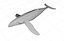 humpback whale