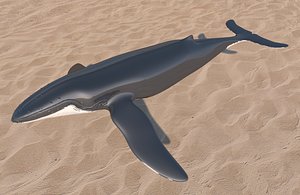 3D humpback whale