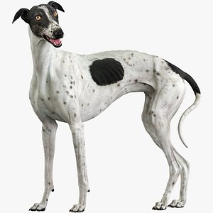 3D realistic greyhound rigged model
