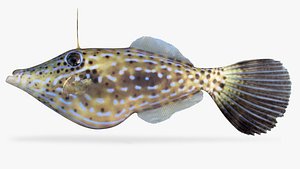 scrawled-filefish 3D model