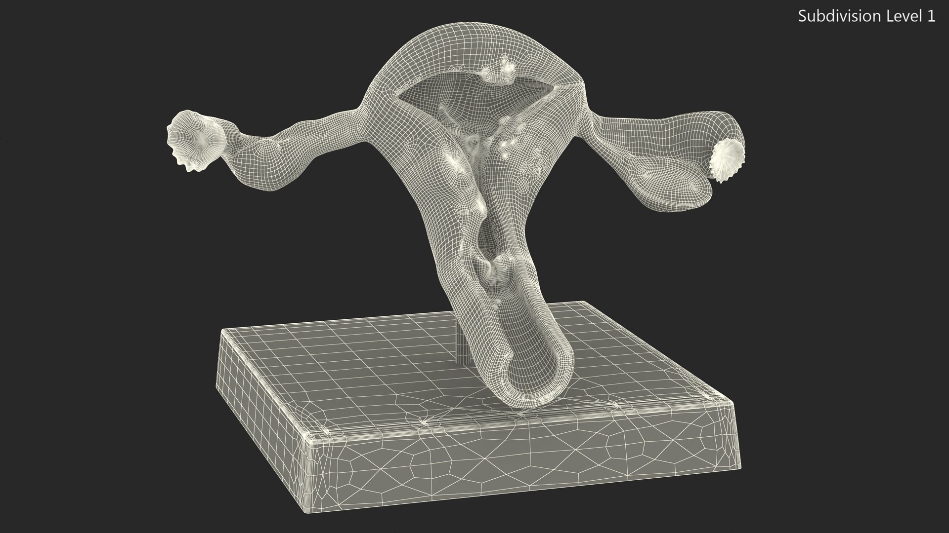 Layout Anatomy Female Uterus Model - TurboSquid 2097722