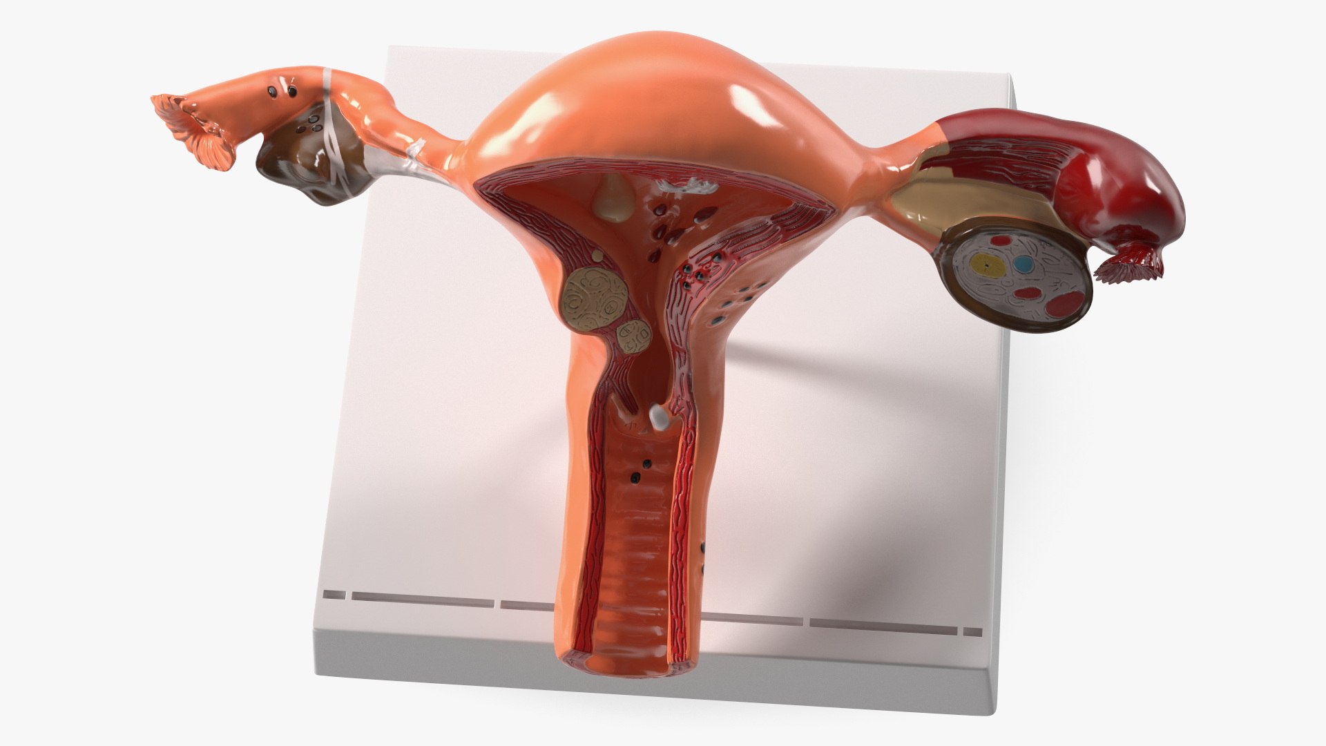 Layout Anatomy Female Uterus Model - TurboSquid 2097722