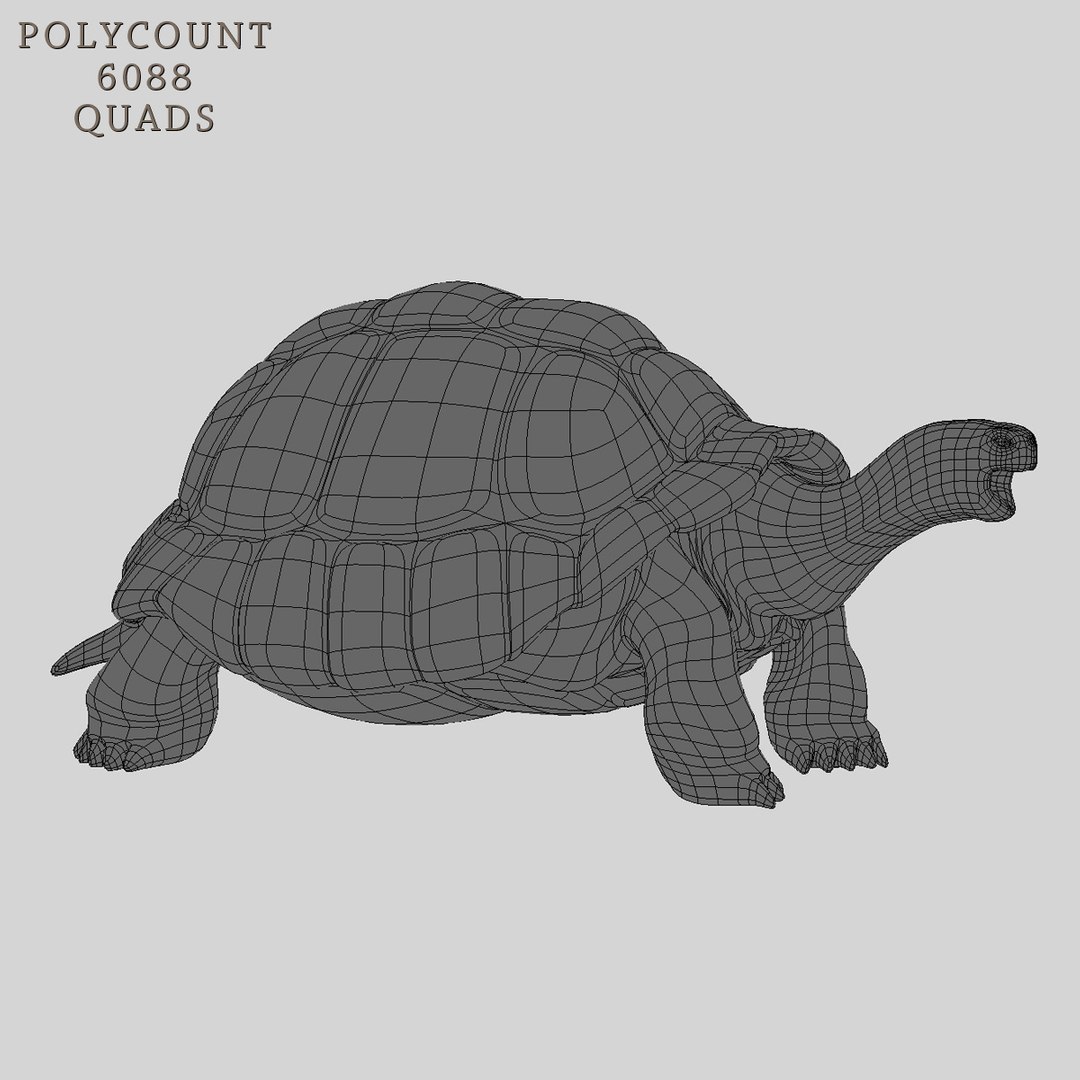 Galapagos Tortoise Rigged Ma