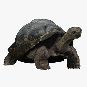 Tortoise (RIGGED)