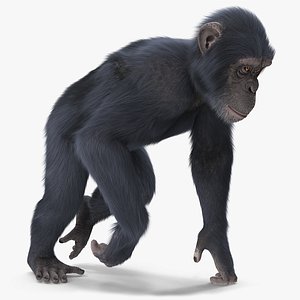 Animated Chimpanzee Walks Dark Skin Fur Rigged