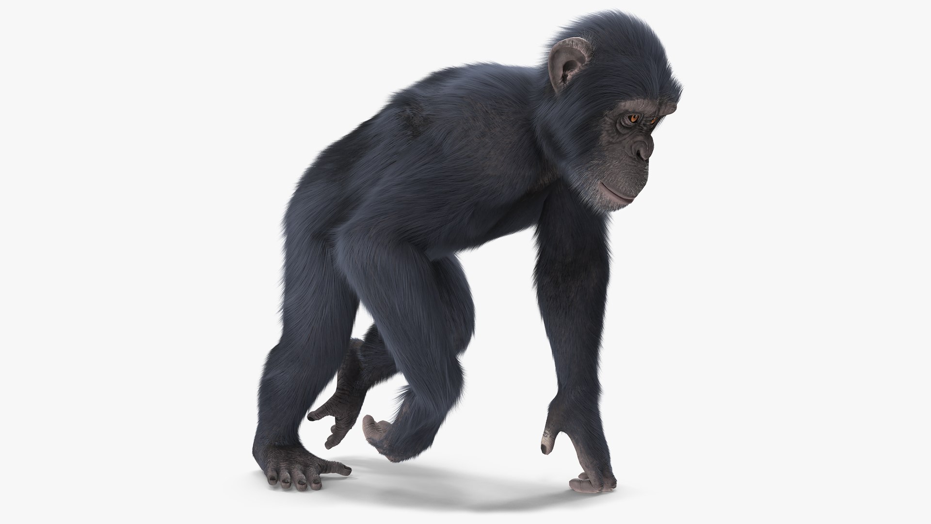 Animated Chimpanzee Walks Dark Skin Fur Rigged 3D model preview