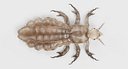 Head Louse (Female)
