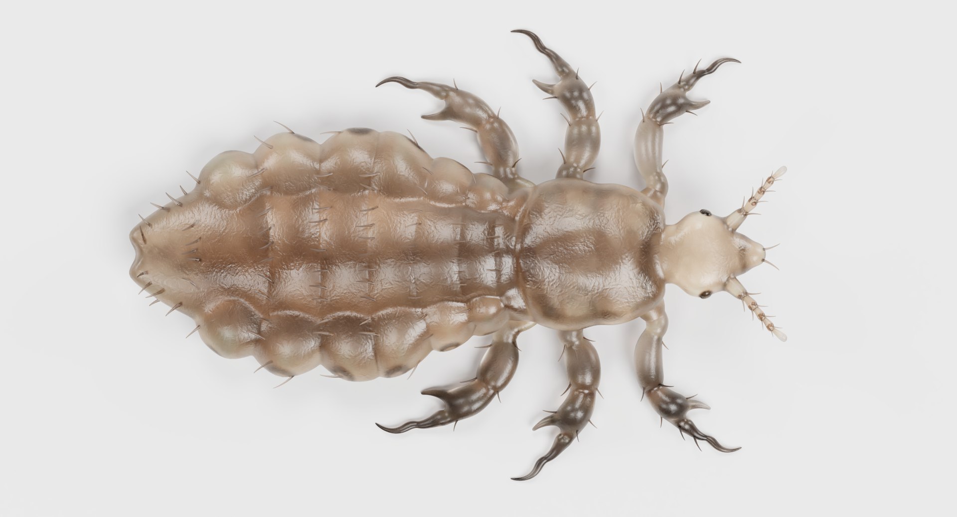 3D Insect - Huge Collection https://p.turbosquid.com/ts-thumb/WR/Dav6gh/3YLZFW2B/headlousefemalec/png/1662335061/1920x1080/fit_q87/1b69c439af98d8914b519df10bc2481ee2e7c134/headlousefemalec.jpg