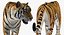 tiger walkig pose 3D