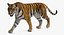 tiger walkig pose 3D