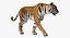tiger walkig pose 3D