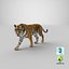 tiger walkig pose 3D