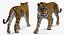 tiger walkig pose 3D