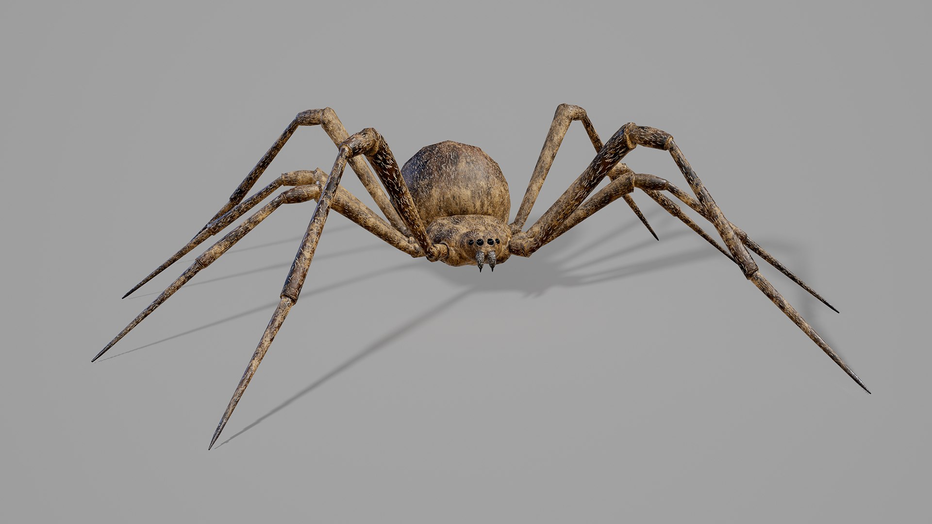 Stylized spider 2 3D model https://p.turbosquid.com/ts-thumb/WR/KhrPJi/JQ/13/png/1778944403/1920x1080/fit_q87/e7a6d53e52570f83a70807ee0eb05ef820fb8257/13.jpg