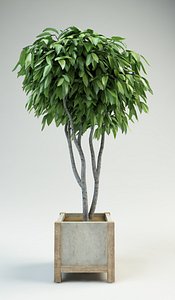 fig tree ficus 2