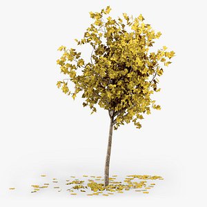 Autumn Tree