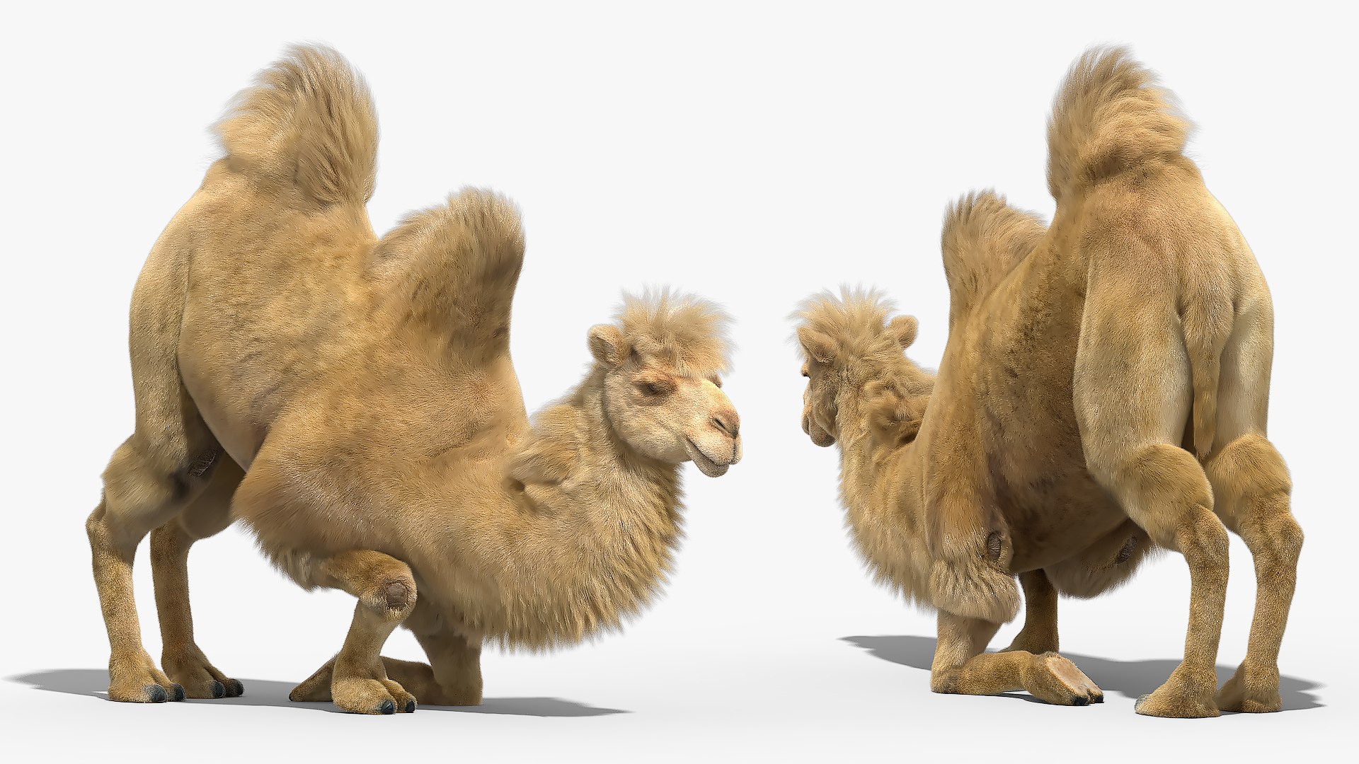 3D Bactrian Camel Fur Sit Down Animated Rigged for Maya model https://p.turbosquid.com/ts-thumb/WR/g3QrmO/PF/bactrian_camel_fur_sit_down_animated_rigged_for_maya_005/jpg/1777361807/1920x1080/fit_q87/db0232e191d486720508afce6586e9d7ce01b5a2/bactrian_camel_fur_sit_down_animated_rigged_for_maya_005.jpg