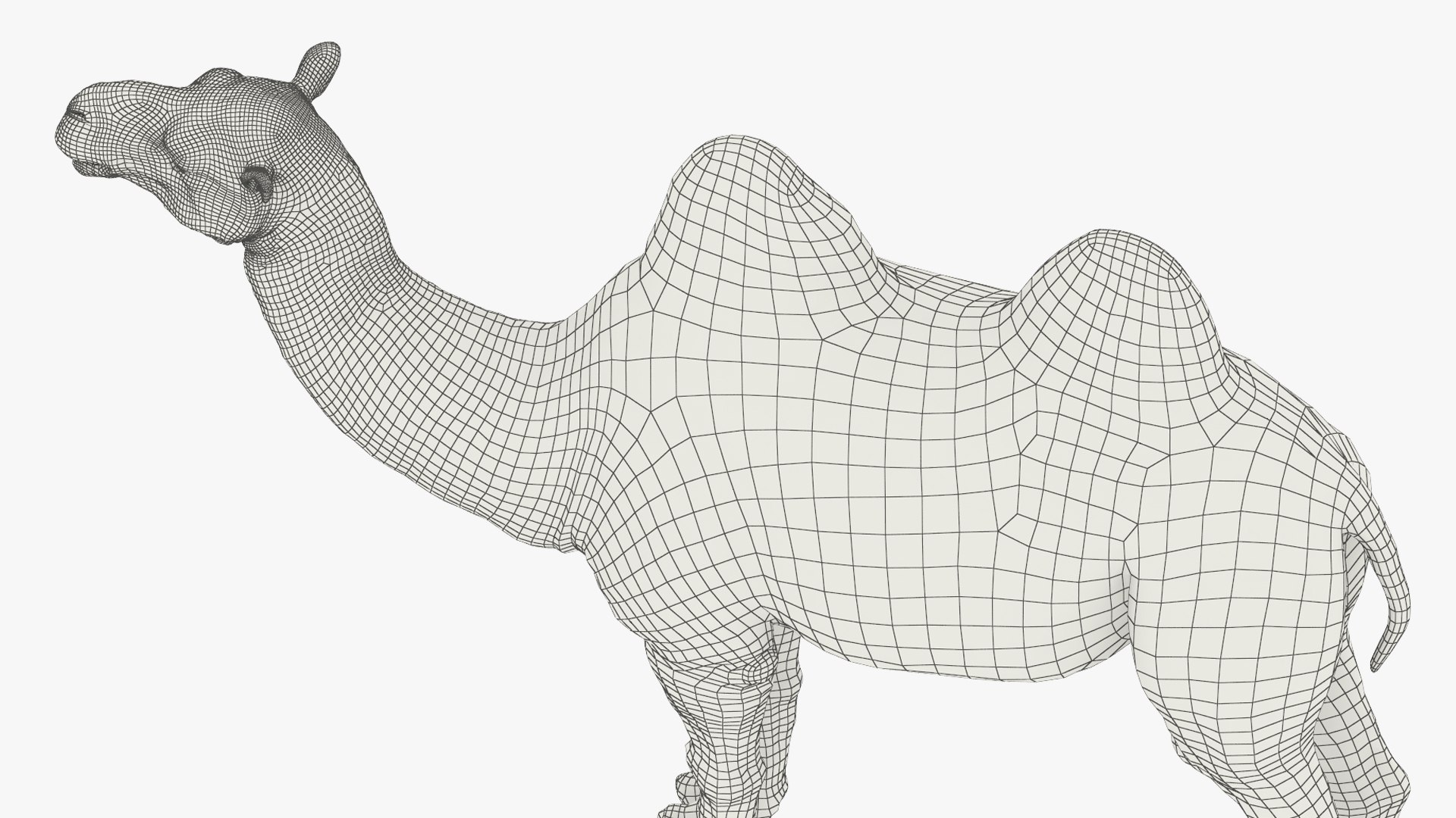 3D Bactrian Camel Fur Sit Down Animated Rigged for Maya model https://p.turbosquid.com/ts-thumb/WR/g3QrmO/VF/bactrian_camel_fur_sit_down_animated_rigged_for_maya_016/jpg/1777361840/1920x1080/fit_q87/f63cb2ebf4c6a7494e6864751cebe1d67aaaa034/bactrian_camel_fur_sit_down_animated_rigged_for_maya_016.jpg