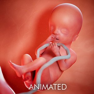 3D fetus week 20 model