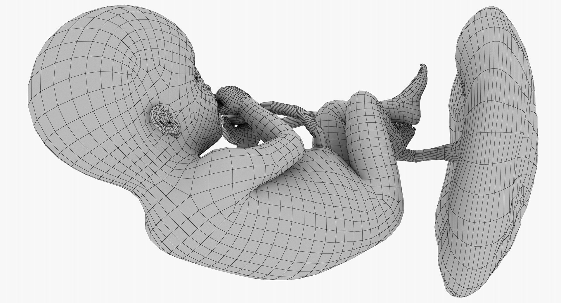 3D Fetus Week 20 Model - TurboSquid 1223672