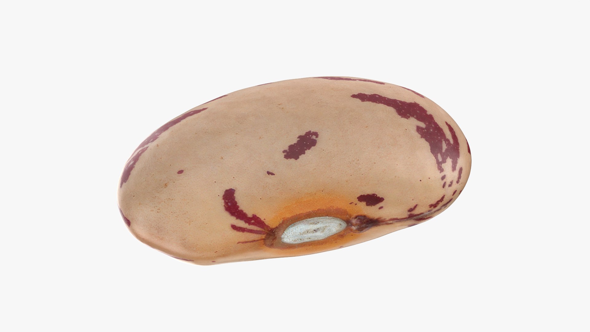 Beans - 3D Scanned Collection 3D model https://p.turbosquid.com/ts-thumb/WR/iFAKBh/3x/pintobean02_0001/png/1787654499/1920x1080/fit_q87/8a835358a68b6f10ace61217b7d84d9d429d1fd4/pintobean02_0001.jpg
