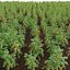 Solanum lycopersicum - Tomato tree