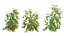 Solanum lycopersicum - Tomato tree