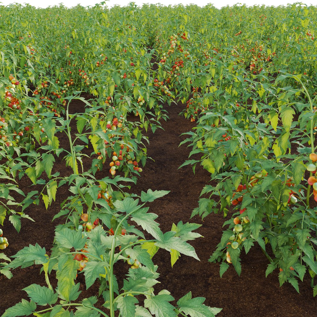 Solanum lycopersicum - Tomato tree 3D model https://p.turbosquid.com/ts-thumb/WR/isJH8q/Jj/3dtree_solanumlycopersicum_01_03/jpg/1714983632/1920x1080/fit_q87/c9e1de64d1d063e3a0496e0f7fe9f86a4b2caaf3/3dtree_solanumlycopersicum_01_03.jpg