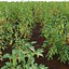 Solanum lycopersicum - Tomato tree