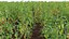 Solanum lycopersicum - Tomato tree