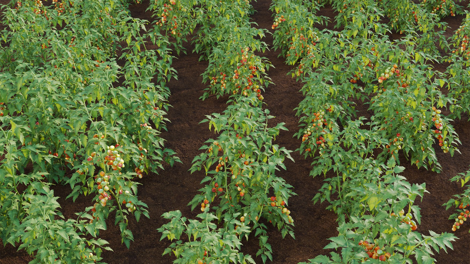 Solanum lycopersicum - Tomato tree 3D model https://p.turbosquid.com/ts-thumb/WR/isJH8q/bE/3dtree_solanumlycopersicum_01_07/jpg/1714983624/1920x1080/fit_q87/a65b81bb8f0cda7de7818f080174fbdd72db28a5/3dtree_solanumlycopersicum_01_07.jpg