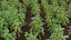 Solanum lycopersicum - Tomato tree