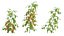 Solanum lycopersicum - Tomato tree