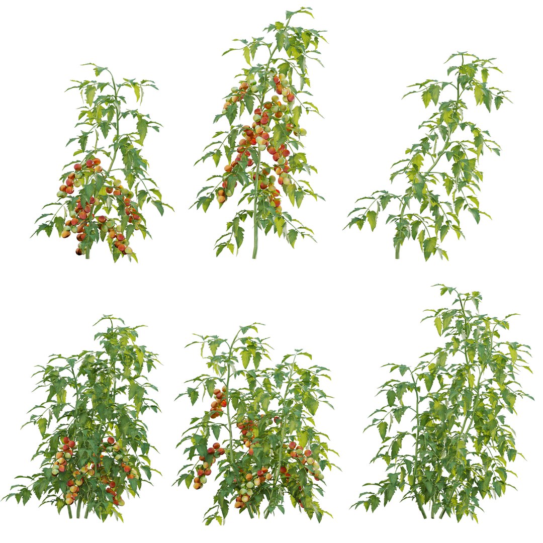 Solanum lycopersicum - Tomato tree 3D model https://p.turbosquid.com/ts-thumb/WR/isJH8q/u5/3dtree_solanumlycopersicum_01_01/jpg/1714983630/1920x1080/fit_q87/647d9f8fbb52f8dd9a90b1b2867d86ddb1ba713d/3dtree_solanumlycopersicum_01_01.jpg