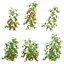 Solanum lycopersicum - Tomato tree