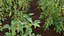 Solanum lycopersicum - Tomato tree