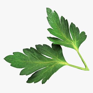 3D Raw parsley leaves 02 model