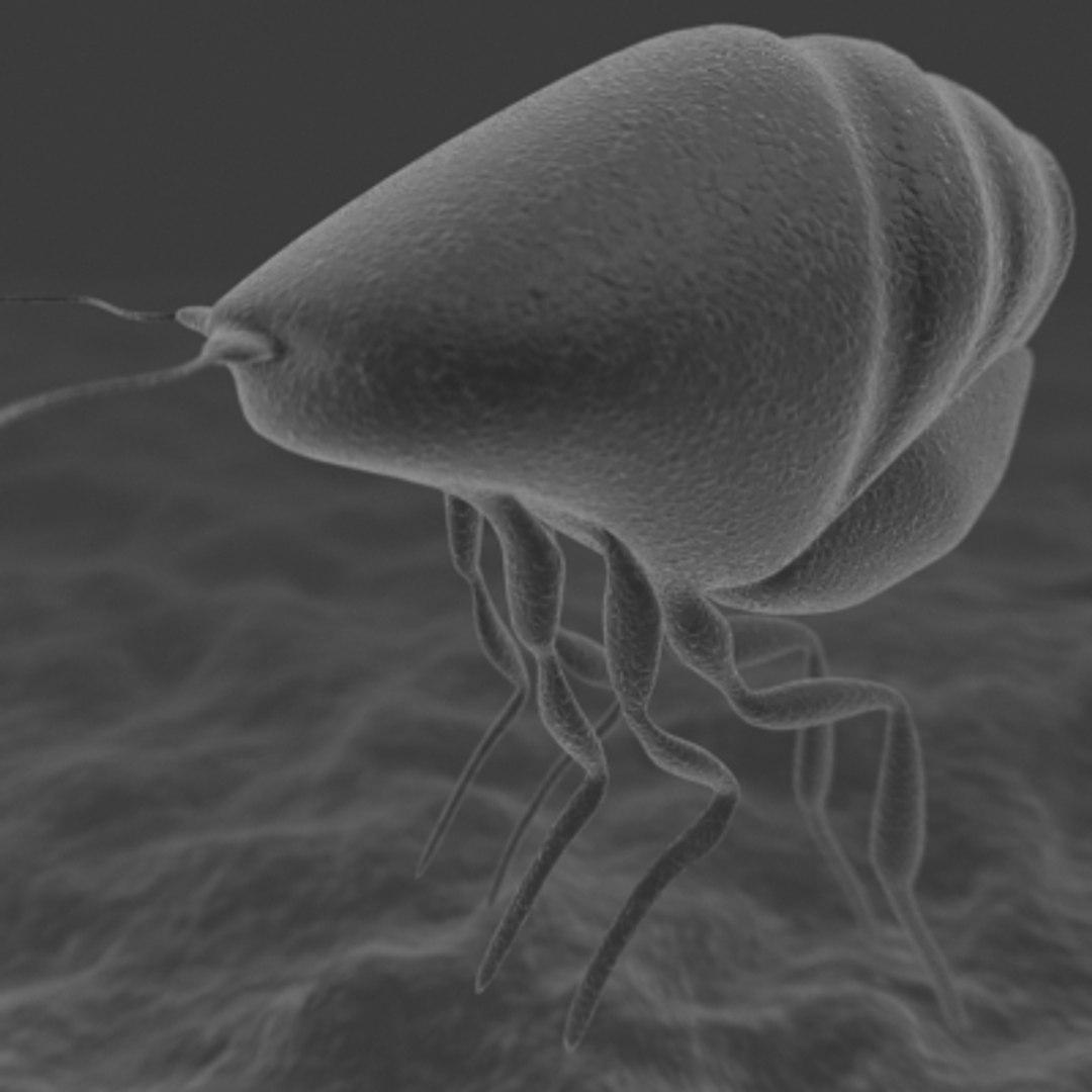 20 micro objects set 3d model https://p.turbosquid.com/ts-thumb/WR/vgc6VJ/2cCVCOiI/scabies/jpg/1214237644/1920x1080/fit_q87/823aa3457753edbd344431cb1605bbc780b04d75/scabies.jpg