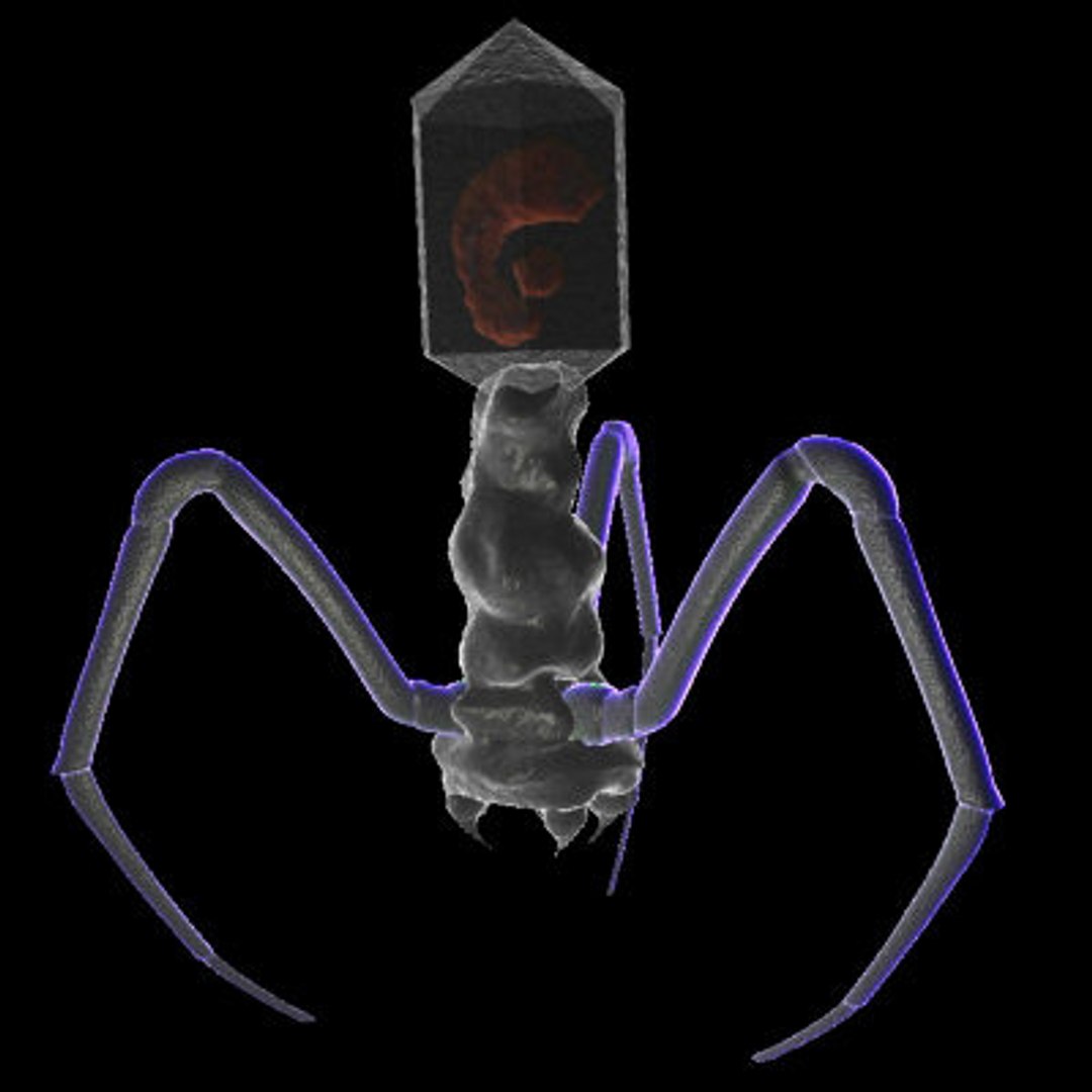 20 micro objects set 3d model https://p.turbosquid.com/ts-thumb/WR/vgc6VJ/rh2o0FhR/phage_jpg22d686788b0842b5a7c40e2683b6a306large/jpg/1214237631/1920x1080/fit_q87/9453918f07a13ed1b083c745ec9da376c3314794/phage_jpg22d686788b0842b5a7c40e2683b6a306large.jpg