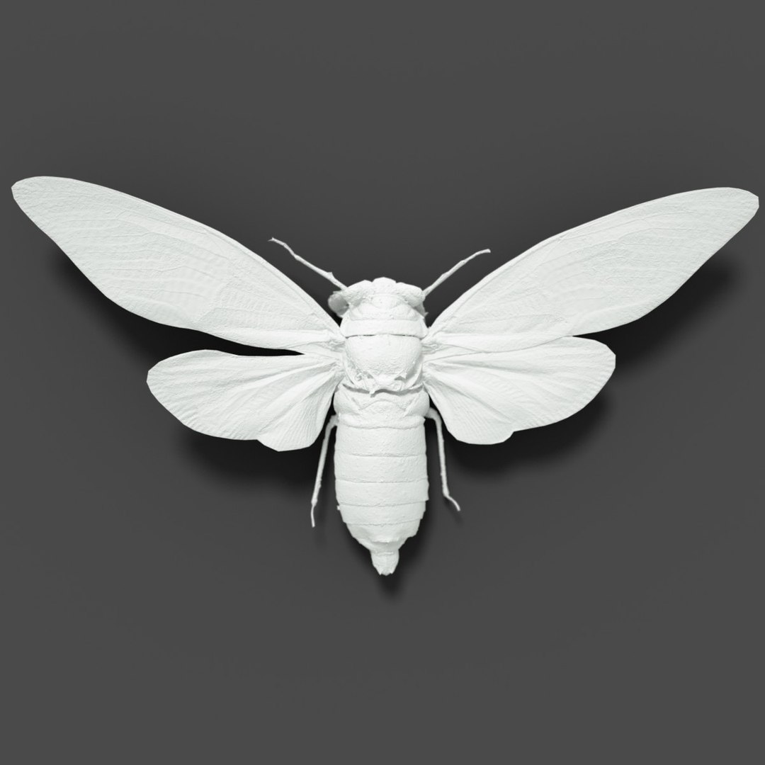 3D Cicadinae Cicadas Insect 15 - TurboSquid 1222734