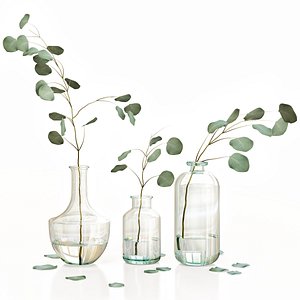 Eucalyptus 4