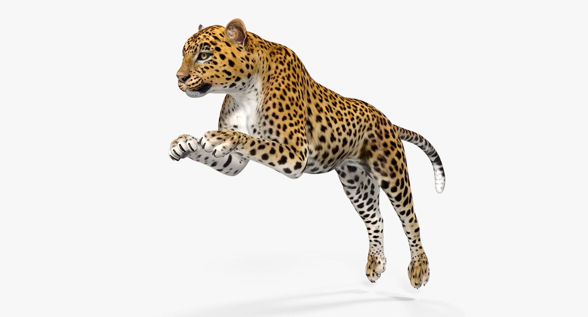 Panthera Pardus Jumping Pose 3D model preview